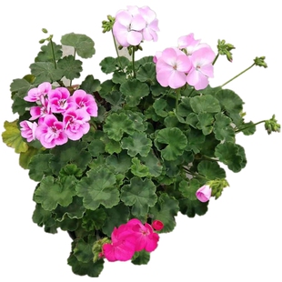 枫叶天竺葵盆栽带花垂吊花苗室外阳台花卉庭院地栽植物花期长包邮