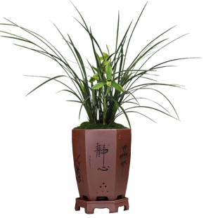 袭人 皎月莲瓣兰南靖春兰花苗夏带浓香花苞绿植盆栽花卉