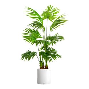 大叶蒲葵树苗盆栽大型绿植观叶棕榈树扇叶室内外植物四季常青好养