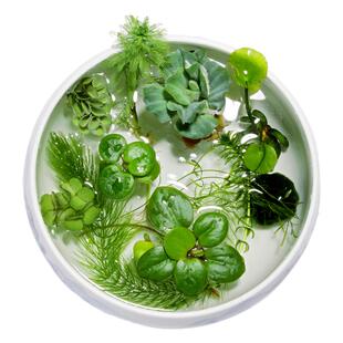浮萍水草集合水芙蓉肚兜萍槐叶萍圆心萍芝麻红毛丹萍珊瑚浮萍no3