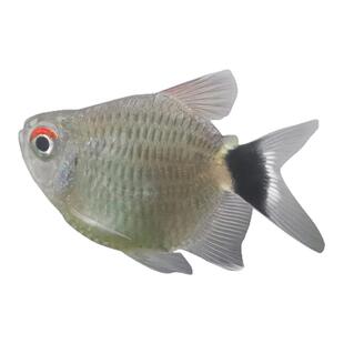 银屏灯鱼头尾灯球鱼红目球灯鱼小型热带鱼观赏鱼活体包活好养耐活