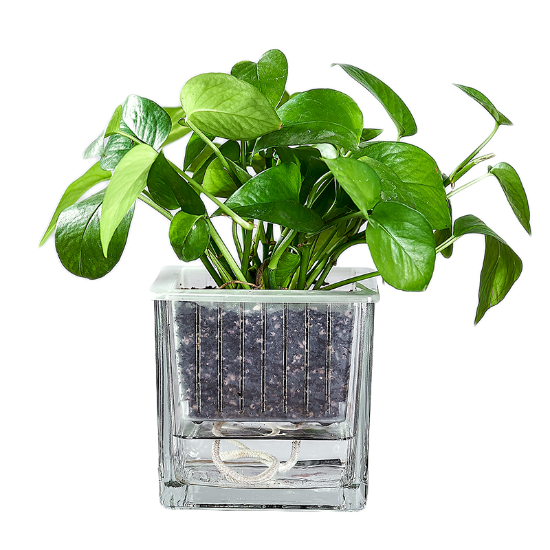 水培器皿玻璃花盆方形白掌容器瓶
