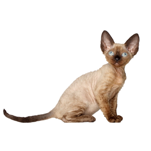 德文鉴定猫品相品种鉴定德文猫估价德文挑选鉴别猫品种德文卷毛猫