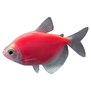 天使鱼观赏鱼活鱼大号群游活体斑马孔雀热带鱼小型鱼淡水好养耐活