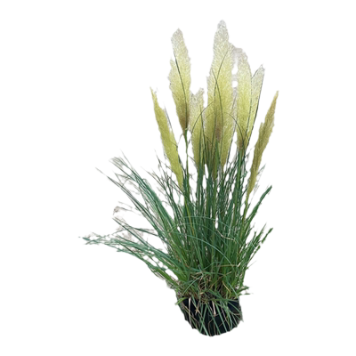 花明月矮蒲苇环境植物