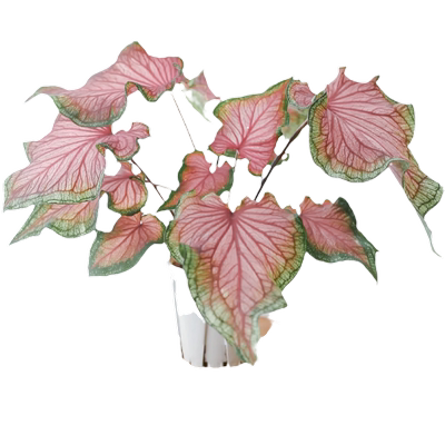 彩叶芋盆栽网红绿植花卉进口种球甜心粉色和声观叶植物室内好养活