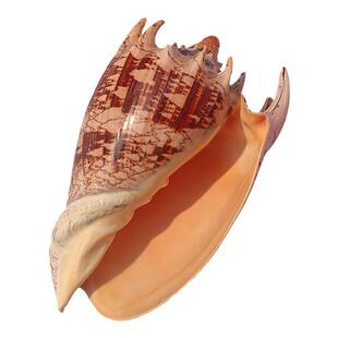 螺贝艺天然海螺贝壳帝王螺鱼缸水族造景拍摄道具地台装饰收藏摆件