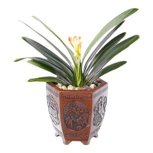 君子兰盆栽精品老苗四季开花好养花卉植物室内绿植批发特价小苗