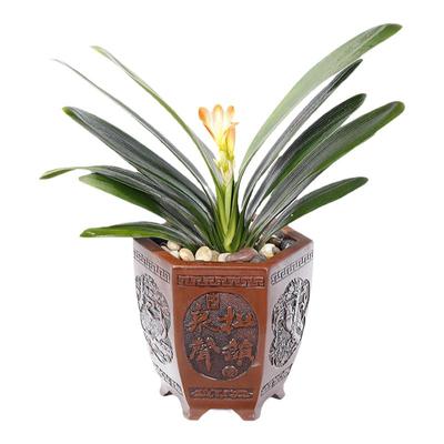 君子兰盆栽精品老苗四季开花好养花卉植物室内绿植批发特价小苗