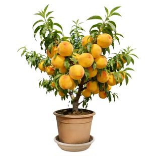 黄桃树果苗嫁接桃子水蜜桃特大果树南北方庭院四季盆地栽当年结果