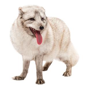 家养宠物狐狸活体养殖长毛白狐雪狐冰岛狐幼崽家庭饲养小狐狸定金