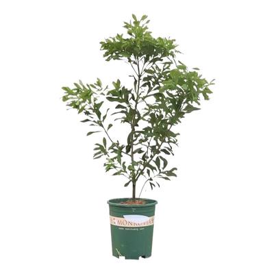 黄皮果树30天养死包赔