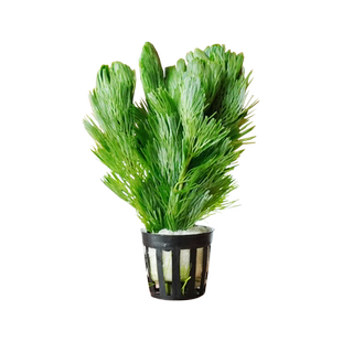 水草造景套餐鱼缸活体植物泥底砂松皮青龙石头摆件水陆缸景观全套