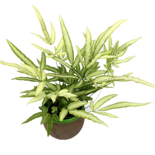 室外耐寒耐热胎生狗脊蕨甲骨蕨贯众蕨斑马蕨类植物吸甲醛净化空气