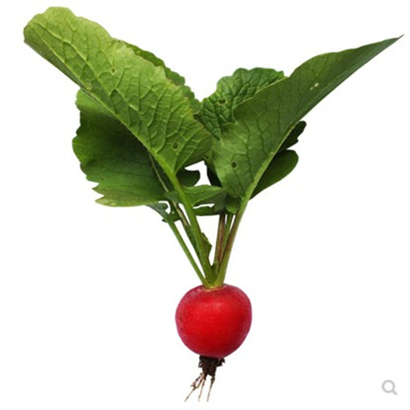 四季萝卜水果阳台盆栽寿光蔬菜