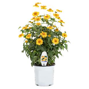 日光菊种子赛菊芋多年生宿根假向日葵花籽孑花期长室内花盆栽花卉