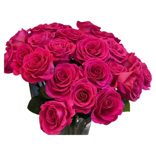 【艳而不俗,高贵浪漫,高级色感】镇店之宝 A级弗洛伊德单头玫瑰