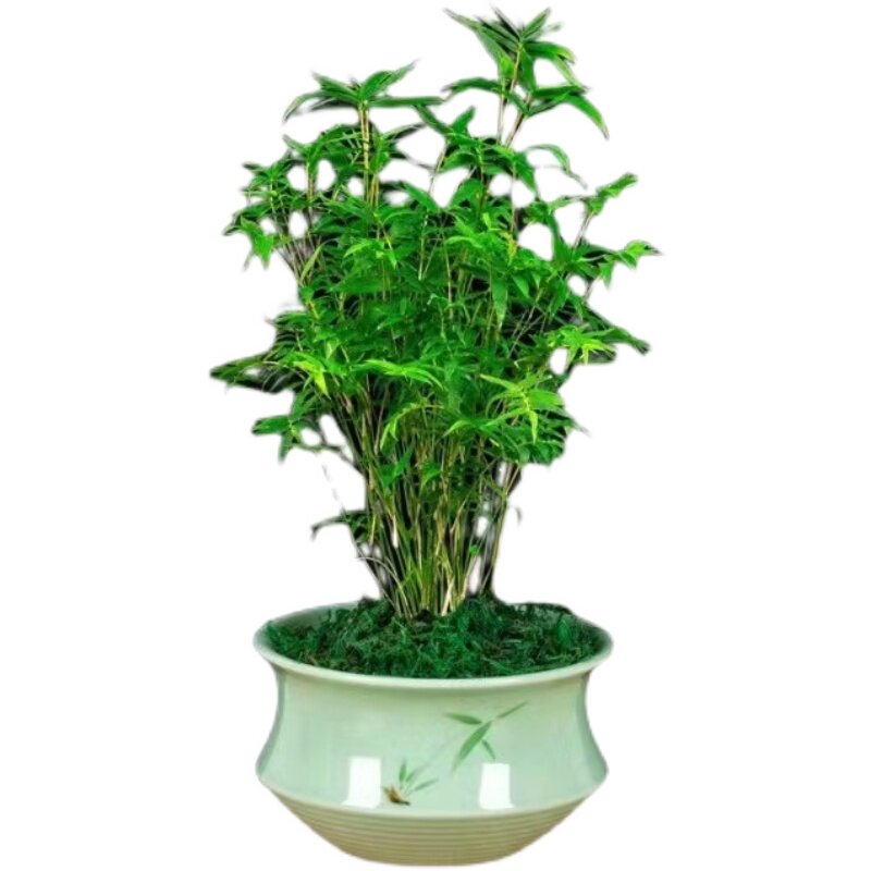 懒人水培植物米竹四季常青办公室