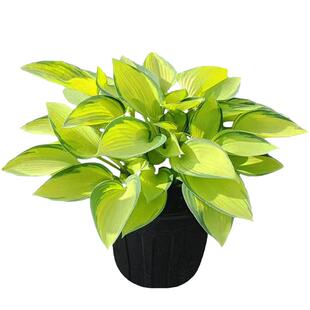 玉簪花苗盆栽室内外大苗金边花叶耐阴耐寒好养庭院花园植物蓝天使