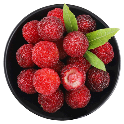 盆栽杨梅可食用易养果树