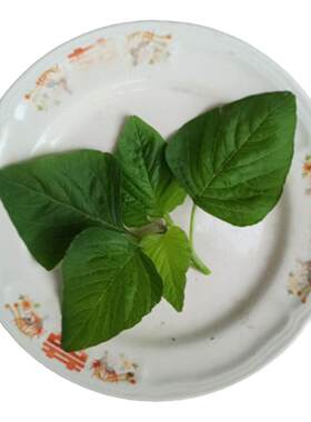 新鲜蔬菜野菜测试推荐野生苋菜