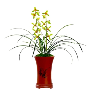 蕙兰带花苞浓香型浙江九头兰室内花卉名贵懒人好养活阳台绿植盆栽