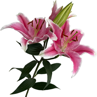 A级粉色香水百合花鲜花多头百合索尔邦家用插花云南基地直发顺丰