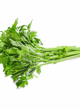 四季可种的小香芹种子