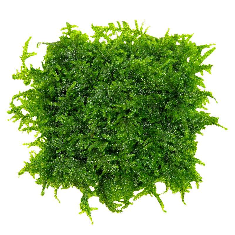 阴性水草简单易活适合新手免底沙