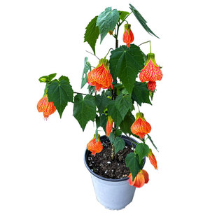 金铃花盆栽纹瓣悬铃花木本灯笼花四季花卉室内外盆栽植物耐阴常青