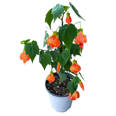 金铃花盆栽耐阴常青室内室外盆栽