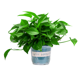 绿萝盆栽室内好养客厅净化空气绿植花卉水培植物大叶长藤绿箩批发