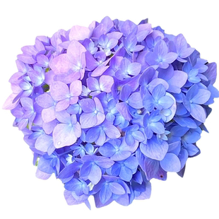 无尽夏绣球花苗带花苞盆栽大苗四季多年生花卉栽庭院阳台花好养活