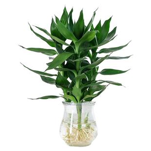 观音竹大叶富贵竹龙竹水培植物室内水养粗大客厅绿植好养竹子盆栽