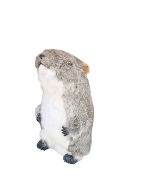 仿真旱獭模型动物摆件