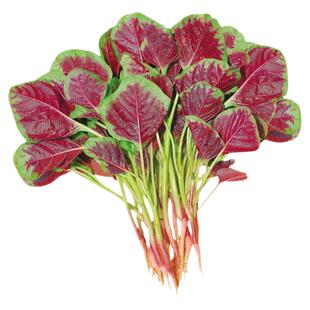 改良港种大圆叶红苋菜种子种籽大田种植蔬菜四季播盆栽老品种孑