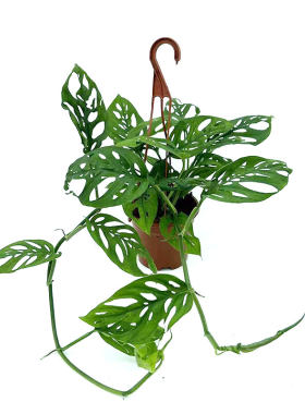 龟背竹大盆栽仙洞苗室内植物