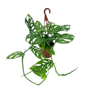 仙洞龟背竹盆栽可攀爬室内办公桌面客厅北欧风易养护耐旱大叶植物