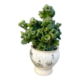 玉麒麟仙人掌植物绿麒麟帝国麒麟掌沙生植物造景植物多肉植物