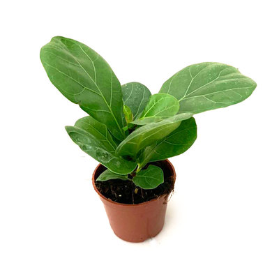 琴叶榕北欧风客厅观叶植物花卉