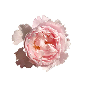 索菲罗莎藤本月季花苗四季开花
