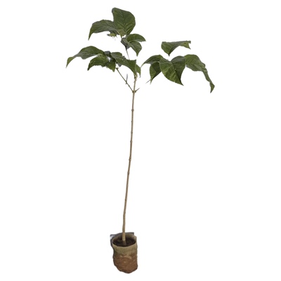 紫花风铃木树风铃木树庭院观景树