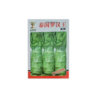 泰国罗汉王莴笋种籽圆叶粗壮莴苣鸡腿莴笋四季播耐热南方蔬菜种子