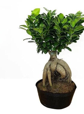 人参榕大小榕树台湾虎皮榕绿植盆栽花卉福建茶盆景包邮办公室榆树
