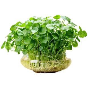 铜钱草水培植物和鱼共养鱼缸专用造景活水草净化水质的绿植金钱草
