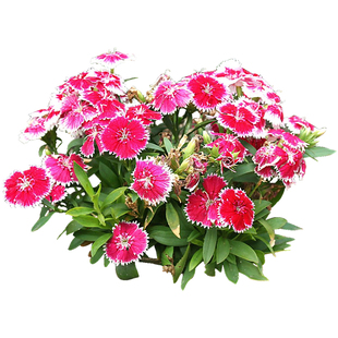 五彩石竹种子播种四季易种室内花卉种子阳台盆栽秋播庭院花籽