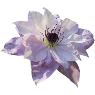 鸣翔园艺倒影铁线莲攀援爬藤花苗阳台庭院室外植物盆栽花卉大花