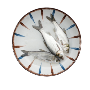 优质白鲢鱼苗淡水冷水鱼净化水质跳鲢子四大家鱼鳊鱼水鲢观赏鱼苗