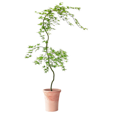 流泉枫盆栽枫树【可拍照选树形】