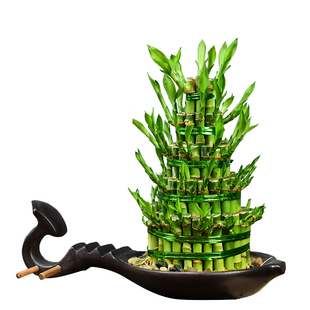 富贵竹水培大塔竹子水养植物客厅盆栽招财节节高绿植转运室内盆景